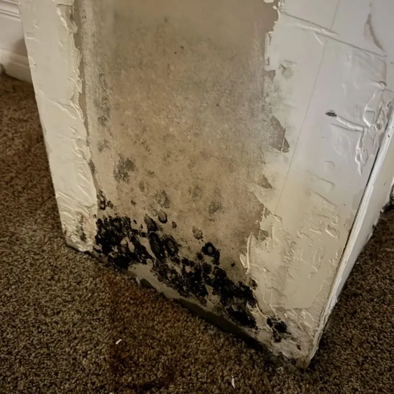 Professional Mold Removal in Gilchrist County, FL